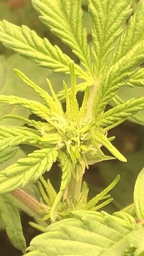 Growreport Bild 2