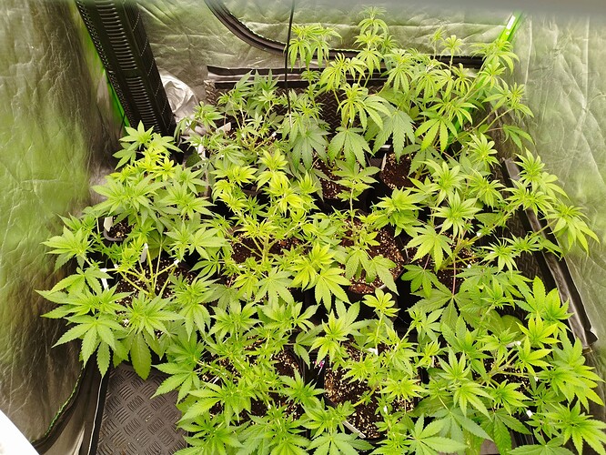 Mehrere junge Cannabispflanzen in Töpfen, die in einer Growbox wachsen.