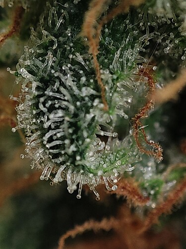 Growreport Bild 87