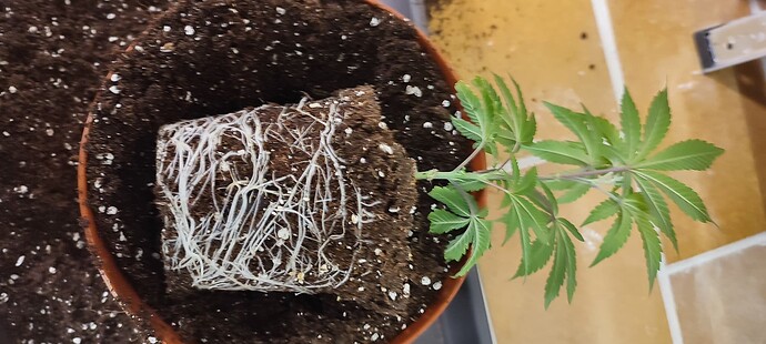Growreport Bild 7