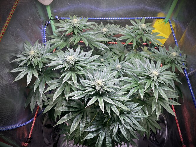 Growreport Bild 5