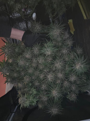 Growreport Bild 40