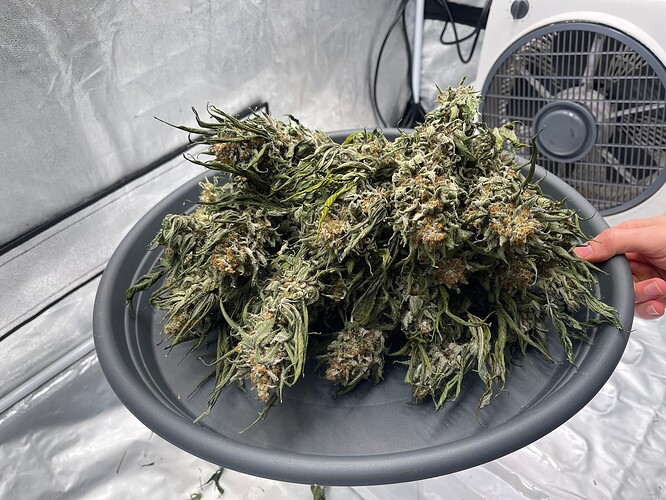 Growreport Bild 52