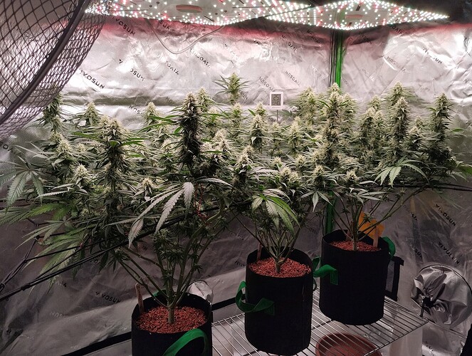 Growreport Bild 11