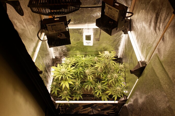 Growreport Bild 1