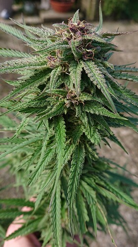 Growreport Bild 41