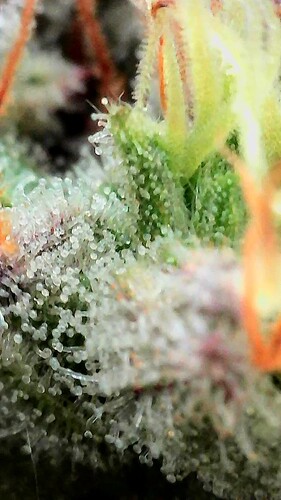 Growreport Bild 5