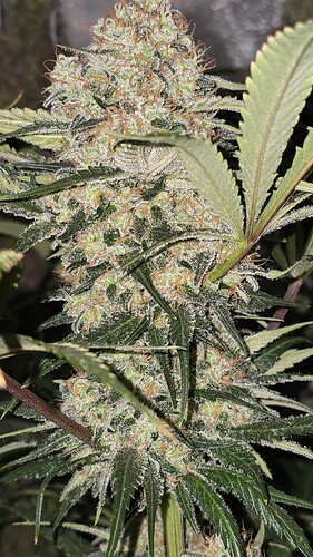 Growreport Bild 24