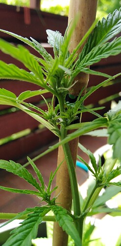 Growreport Bild 13