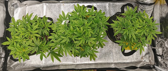 IMG_20250716_175327_edit_2042550428626346