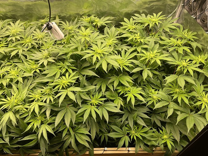 Viele junge Cannabispflanzen in der Wachstumsphase, dicht an dicht stehend, mit hellgrünen Blättern und sichtbaren Wachstumspunkten. Eine Lampe hängt von oben herab.