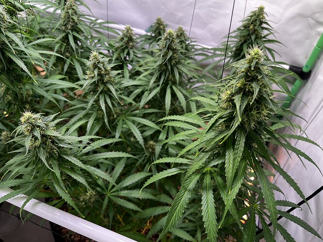Growreport Bild 5