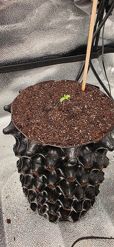 Growreport Bild 31