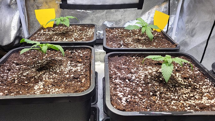 Growreport Bild 7