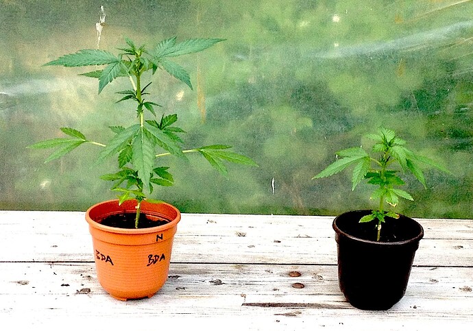 Grow25_0520_BDA_MZA