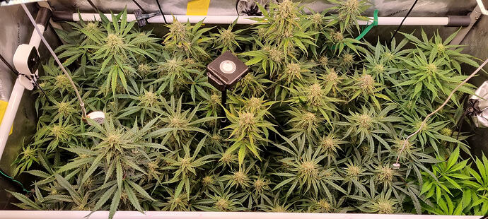 Growreport Bild 1