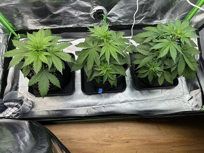 Growreport Bild 4