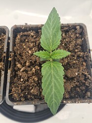Growreport Bild 4