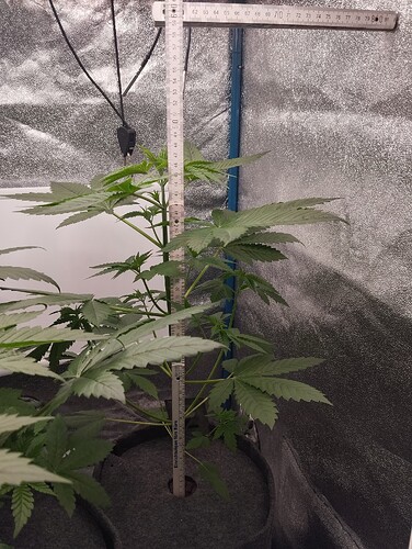 Growreport Bild 1