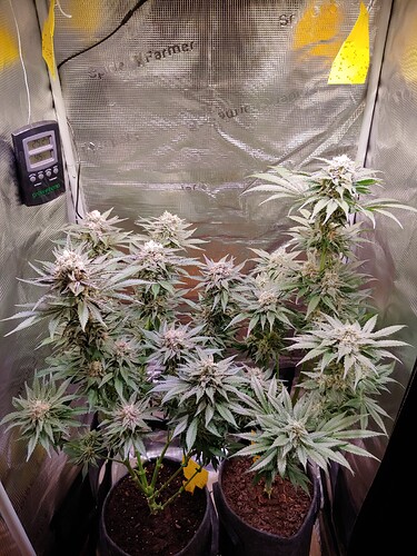 Growreport Bild 1