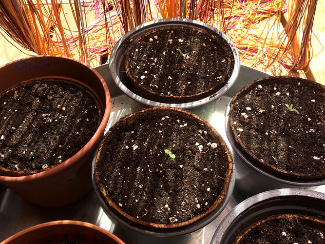Grow26070803