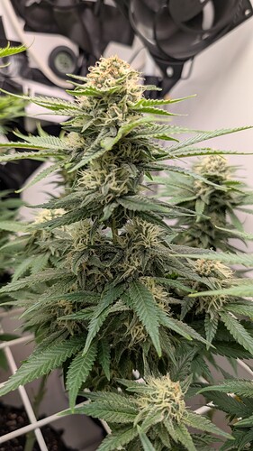 Growreport Bild 5
