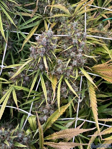 Growreport Bild 13