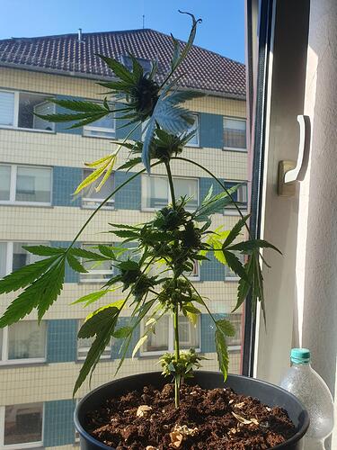 Growreport Bild 2
