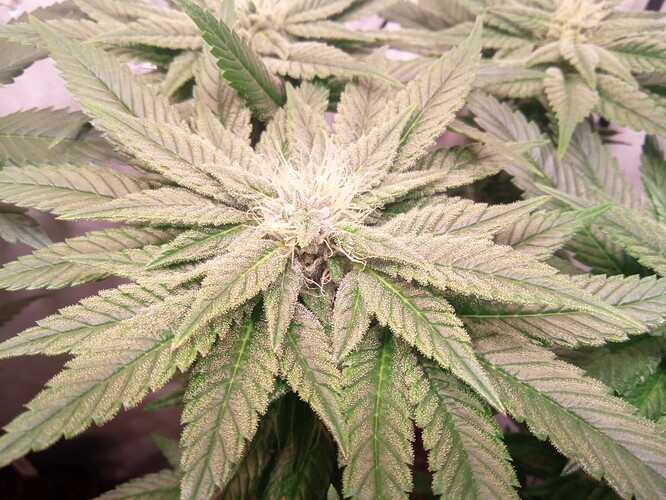 Growreport Bild 4