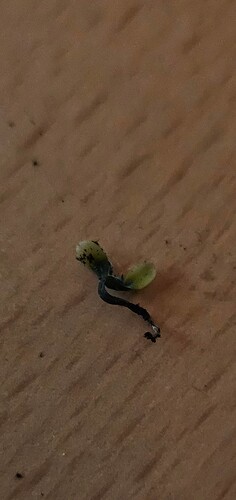 20250106_092256_resized