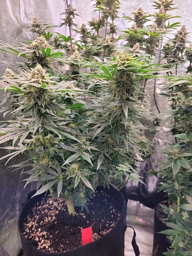 Growreport Bild 20