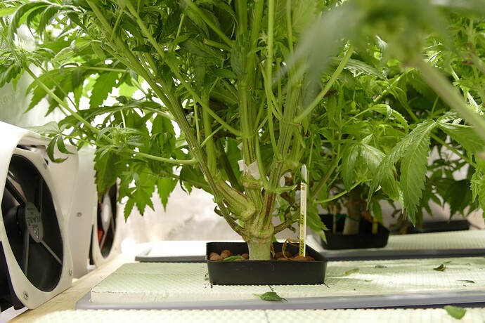 ETS_Stamm_vorne_VT76BT29