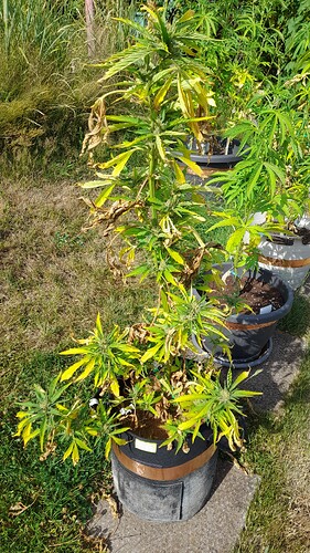 Growreport Bild 29