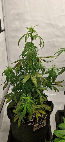 Growreport Bild 2