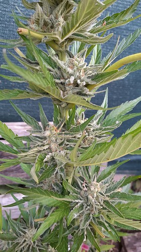 Growreport Bild 2