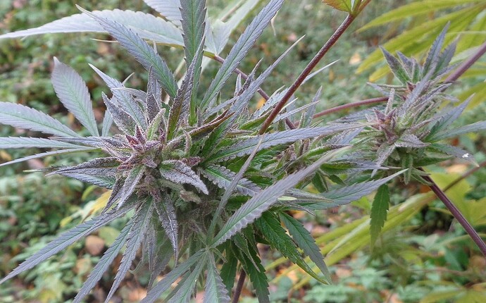 Purple Satellite 2