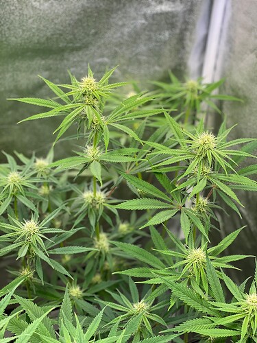 Growreport Bild 28
