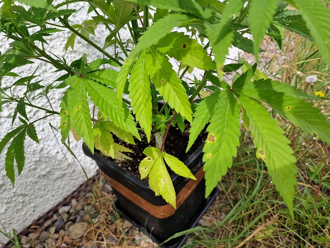 Growreport Bild 49