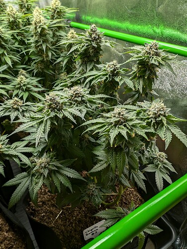 Growreport Bild 4