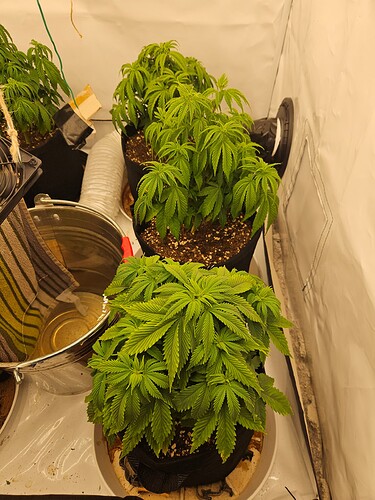 Growreport Bild 36