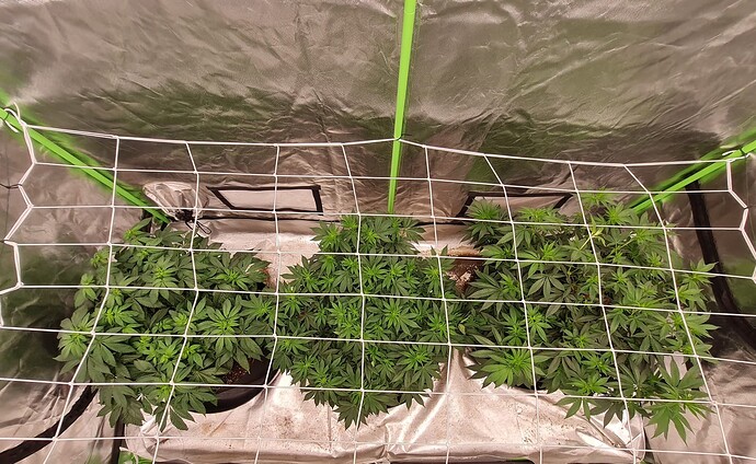 Growreport Bild 16