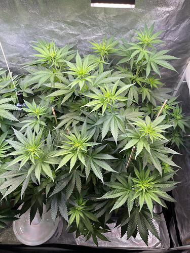 Growreport Bild 2