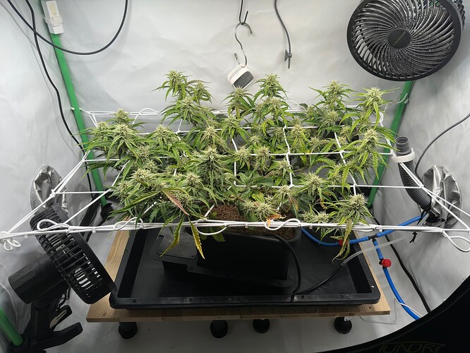 Growreport Bild 2