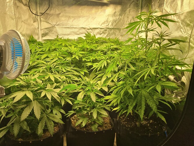Mehrere Cannabispflanzen in einem Zelt, eine davon ist deutlich größer und höher als die anderen. Ein Ventilator ist links im Bild zu sehen.