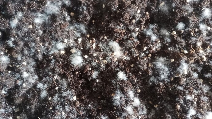 IMG_20240531_105646_331