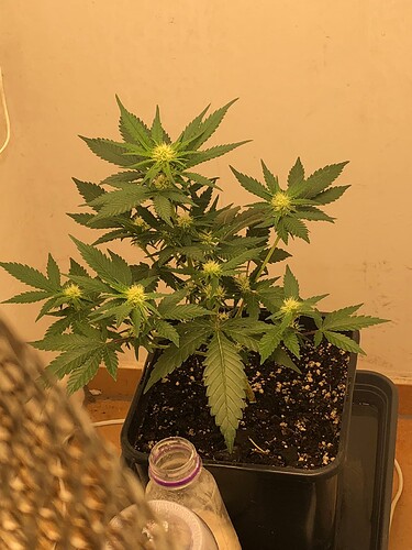 Growreport Bild 9