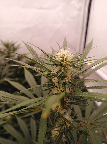 Growreport Bild 2