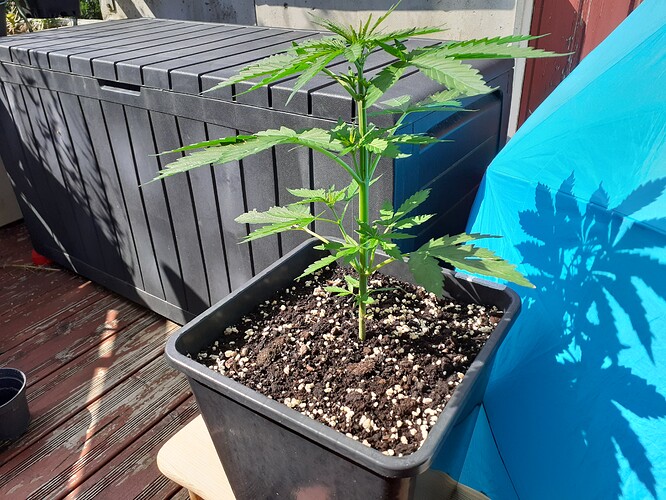 Growreport Bild 31