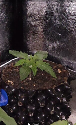 Screenshot_20241229_153124_Gallery