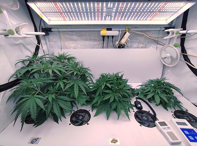 Growreport Bild 1